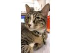 Adopt Soup a Brown Tabby American Shorthair / Mixed (short coat) cat in Round