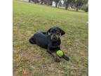 Adopt Lola a Black Hound (Unknown Type) / Mixed Breed (Medium) / Mixed (short