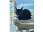 Adopt Birdy a All Black Domestic Shorthair / Domestic Shorthair / Mixed cat in
