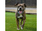 Adopt Dwight a Brown/Chocolate American Pit Bull Terrier / Mixed dog in Atlanta