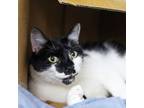 Adopt Felix a All Black Domestic Shorthair / Domestic Shorthair / Mixed cat in