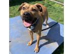 Adopt Jellybean a Tan/Yellow/Fawn Mixed Breed (Large) / Mixed dog in Menands