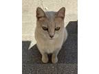 Adopt Sunshine S a Cream or Ivory (Mostly) Tabby / Mixed (medium coat) cat in