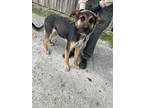 Adopt Max a Black Rottweiler / Mixed dog in Bartlesville, OK (41356353)