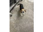 Adopt Brutus a Brown/Chocolate Beagle / Mixed dog in Bartlesville, OK (41356351)