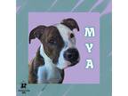 Adopt Mya a Brown/Chocolate Mixed Breed (Medium) / Mixed dog in Ashtabula