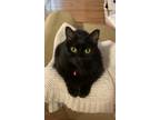 Adopt Shay a All Black Domestic Longhair / Mixed (long coat) cat in Arlington