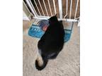 Adopt Polo a Black & White or Tuxedo American Shorthair / Mixed (short coat) cat