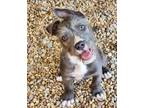 Adopt Pewter a Gray/Blue/Silver/Salt & Pepper Terrier (Unknown Type