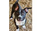 Adopt Jagger a Black American Pit Bull Terrier / Mixed Breed (Medium) / Mixed