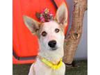 Adopt Vespa a White - with Brown or Chocolate Husky / Cattle Dog / Mixed dog in