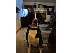 Adopt Bermuda (Berm) a Black - with White American Pit Bull Terrier / Rottweiler