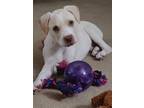 Adopt Bean a White Boxer / Mixed dog in Uxbridge, MA (41356261)
