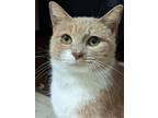 Adopt Twiggy a Cream or Ivory (Mostly) Domestic Shorthair / Mixed cat in Niles