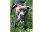 Adopt RAVE a Brindle American Pit Bull Terrier / Mixed dog in Minden