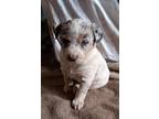 Adopt STARBELLA a White - with Gray or Silver Australian Cattle Dog / Anatolian