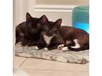 Adopt Zora a All Black Domestic Shorthair / Mixed (short coat) cat in Panama
