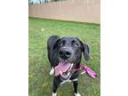 Adopt Donkey a Black - with White Labrador Retriever / Great Dane / Mixed dog in