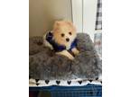 Adopt Barney a White - with Tan, Yellow or Fawn Pomeranian / Mixed dog in West