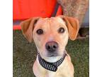 Adopt Jackie a Tan/Yellow/Fawn Beagle / Dachshund / Mixed dog in Carlsbad