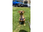 Adopt Phillipe a Mixed Breed (Medium) / Mixed dog in Thousand Oaks
