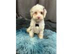 Adopt Citrucel a White - with Gray or Silver Cavapoo / Mixed dog in West