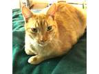 Adopt Rusty a Orange or Red Tabby Domestic Shorthair (medium coat) cat in