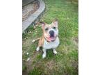 Adopt Winston a Tan/Yellow/Fawn - with White Staffordshire Bull Terrier /