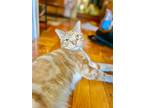 Adopt Saturn a Orange or Red Tabby American Shorthair (short coat) cat in New