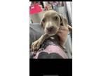 Adopt Meara a Tan/Yellow/Fawn Labrador Retriever / Mixed dog in Greenville