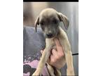 Adopt Maliah a Tan/Yellow/Fawn Labrador Retriever / Mixed dog in Greenville