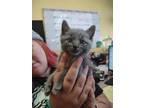 Adopt Mordecai a Gray or Blue Domestic Shorthair / Domestic Shorthair / Mixed