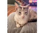 Adopt Tabitha McCloskey a Calico or Dilute Calico Calico (short coat) cat in