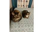 Adopt Riley and Evie a Tortoiseshell American Wirehair / Mixed (short coat) cat