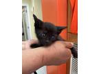 Adopt Nemesis a All Black Domestic Shorthair / Domestic Shorthair / Mixed cat in