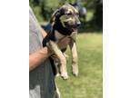 Adopt Rosie a Black - with Tan, Yellow or Fawn German Shepherd Dog / Labrador