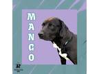 Adopt Mango a Black Mixed Breed (Small) / Mixed Breed (Medium) / Mixed (short