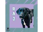 Adopt Raj a Black Mixed Breed (Medium) / Mixed dog in Ashtabula, OH (40203182)