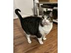 Adopt Nyx a Gray or Blue (Mostly) Tabby / Mixed (short coat) cat in Arlington