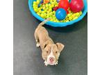 Adopt Ace a Tan/Yellow/Fawn American Pit Bull Terrier / Mixed dog in Vienna