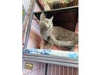 Adopt Beverly a Gray or Blue Domestic Shorthair / Domestic Shorthair / Mixed cat