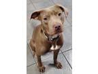 Adopt Elmo a Brown/Chocolate - with White Pit Bull Terrier / Mixed Breed
