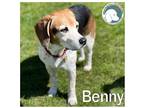 Adopt BENNY a Tricolor (Tan/Brown & Black & White) Beagle / Mixed dog in