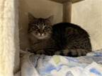 Adopt Daisy a Brown Tabby Domestic Shorthair / Mixed cat in Pittsburgh