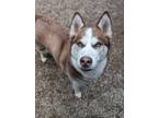 Adopt Scarlet a Red/Golden/Orange/Chestnut Husky / Mixed dog in South Bend