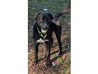 Adopt Cree a Black - with White Border Collie / Retriever (Unknown Type) dog in