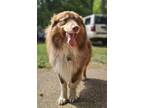 Adopt Amadeus a Red/Golden/Orange/Chestnut - with White Australian Shepherd /