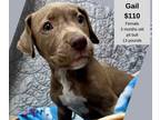 Adopt Gail a Red/Golden/Orange/Chestnut - with White Pit Bull Terrier / Mixed
