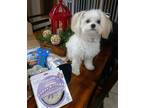 Adopt Tully a White - with Brown or Chocolate Papillon / Shih Tzu / Mixed dog in
