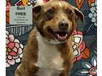 Adopt Burt a Tan/Yellow/Fawn Blue Heeler / Mixed dog in Decatur, AL (41355785)